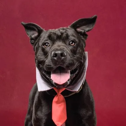 An adult large-sized male Mixed Breed dog named Henry for adoption in Atlanta, GA