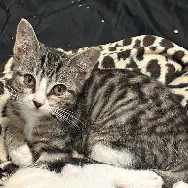A baby small-sized female Brown / Chocolate Domestic Short Hair cat named Jersey for adoption in South Elgin, IL