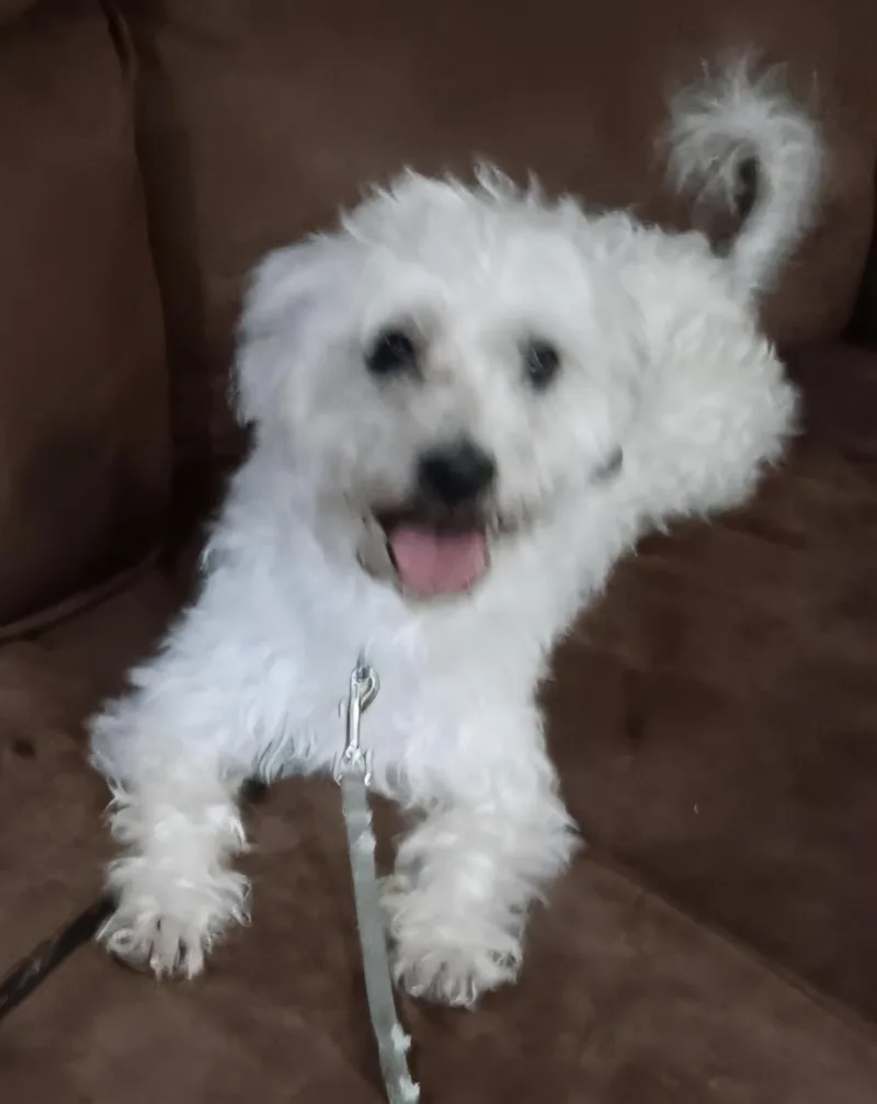 An adult small-sized male White / Cream Maltipoo dog named Jack for adoption in Lancaster, CA
