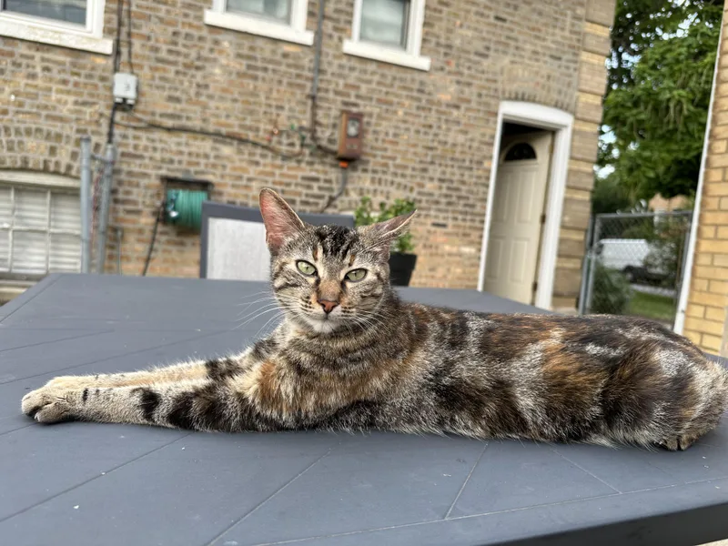 A young medium-sized female Torbie Domestic Short Hair cat named Pepper for adoption in CHICAGO, IL