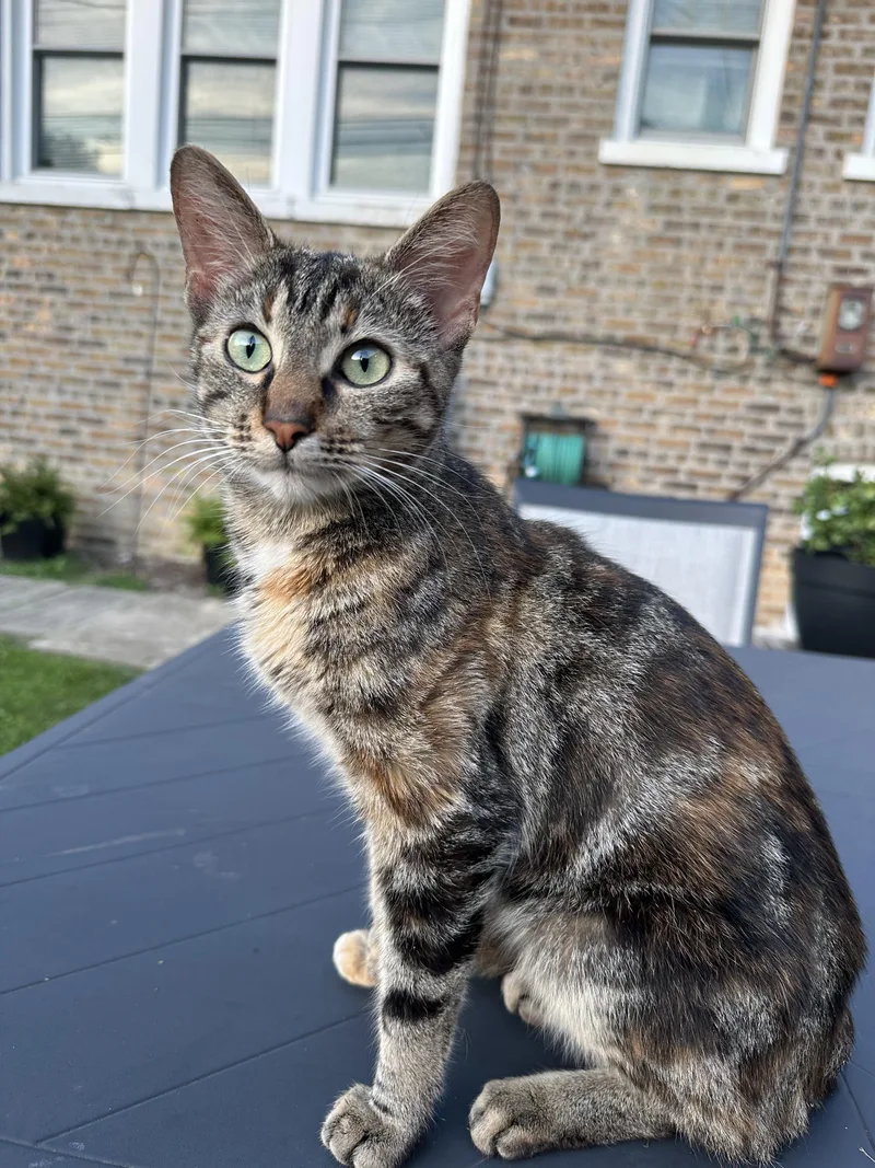 Pepper thumbnail 2