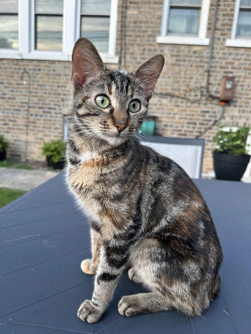 Pepper thumbnail 3