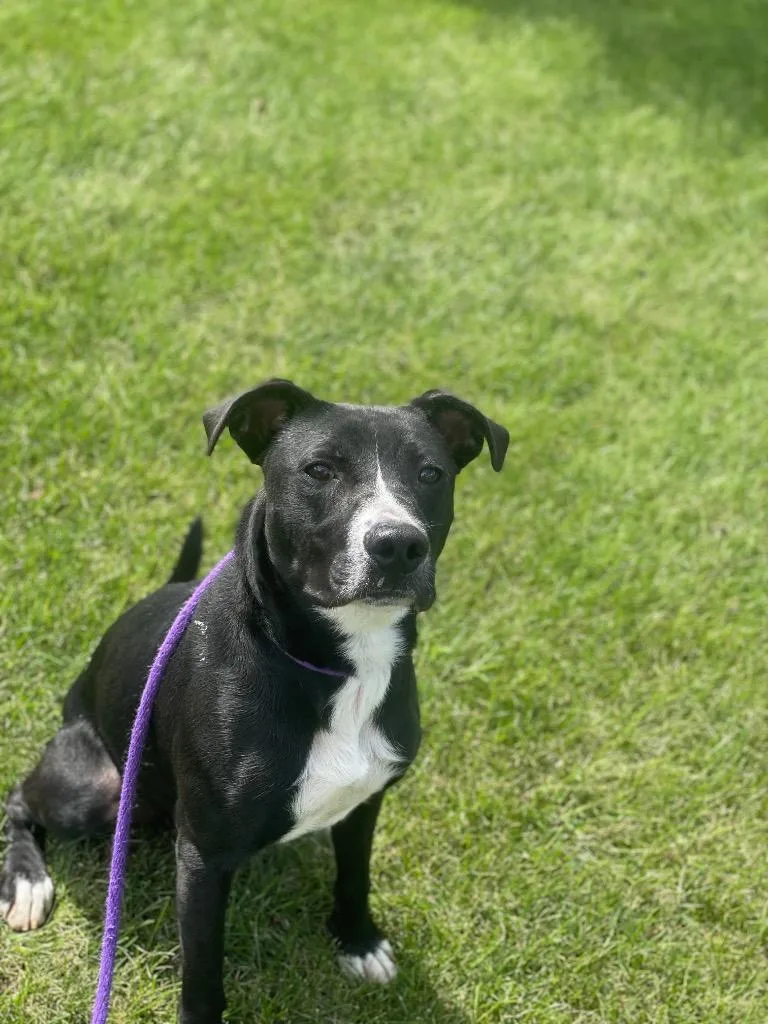 A baby medium-sized male Terrier dog named Murphy for adoption in Wintersville, OH