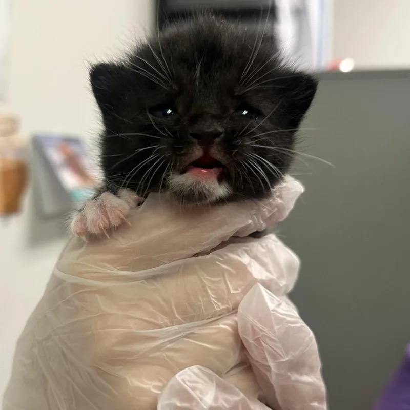 A baby small-sized male Black Domestic Medium Hair cat named Slapjack for adoption in Charleston, WV