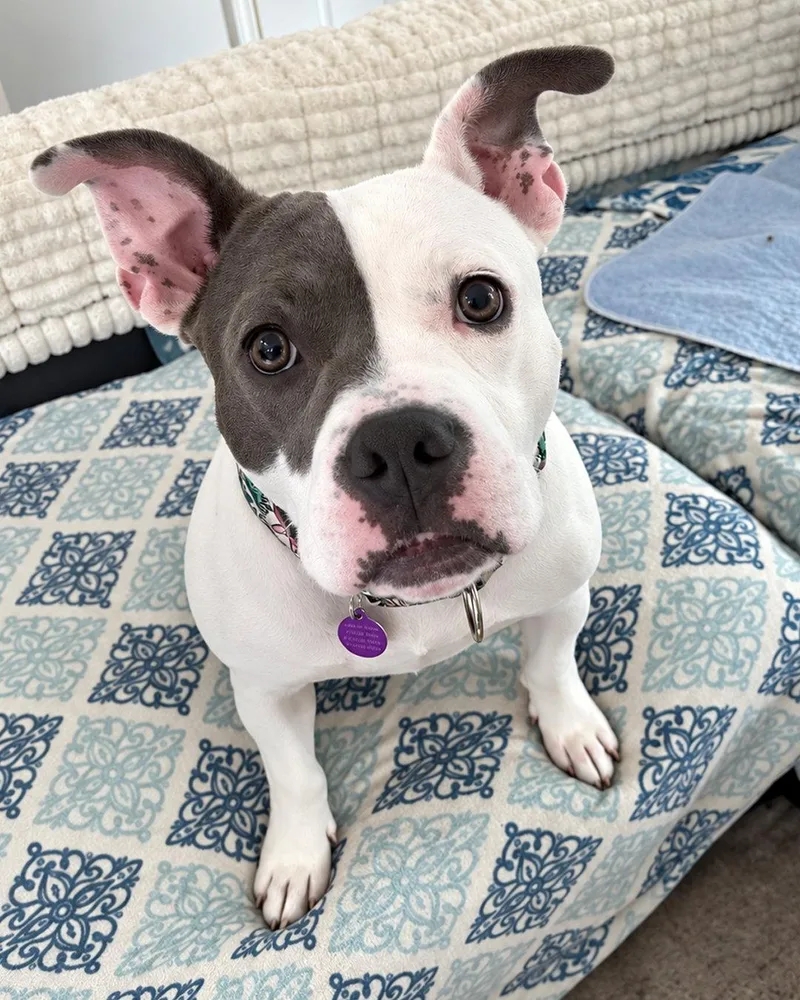 Daisy