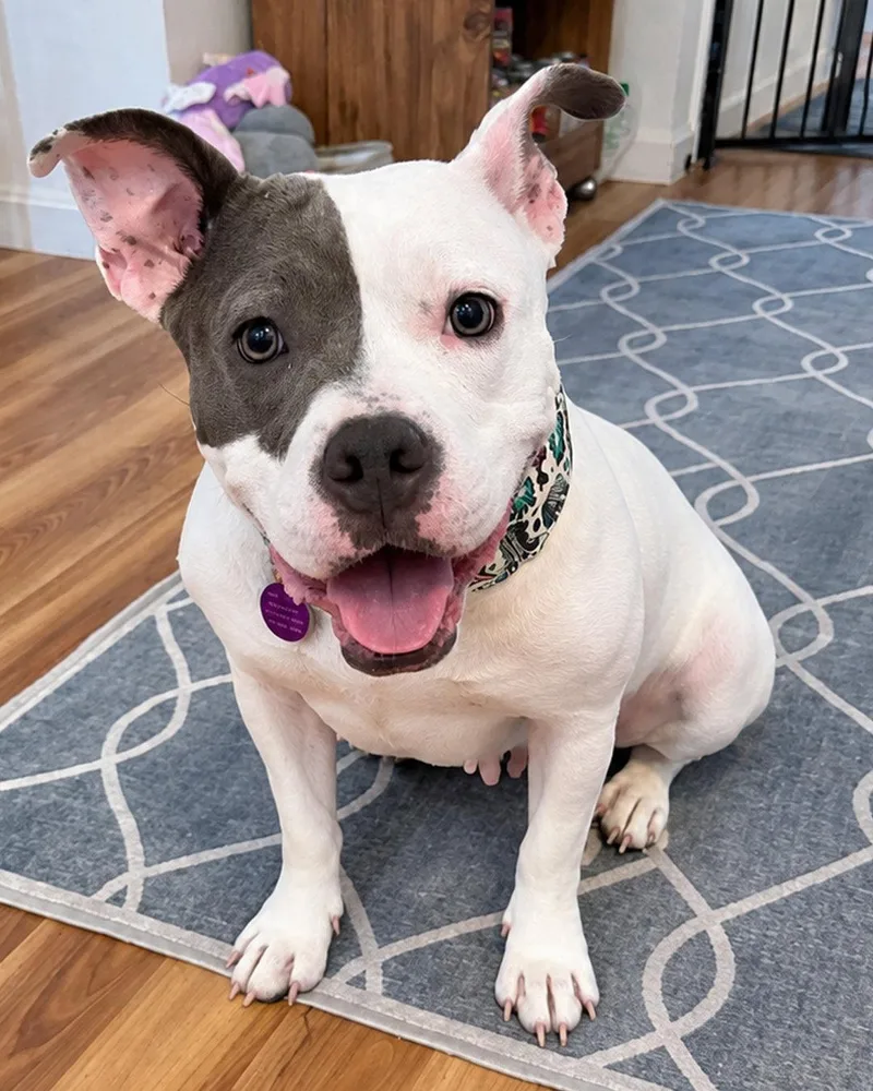 Daisy thumbnail 3