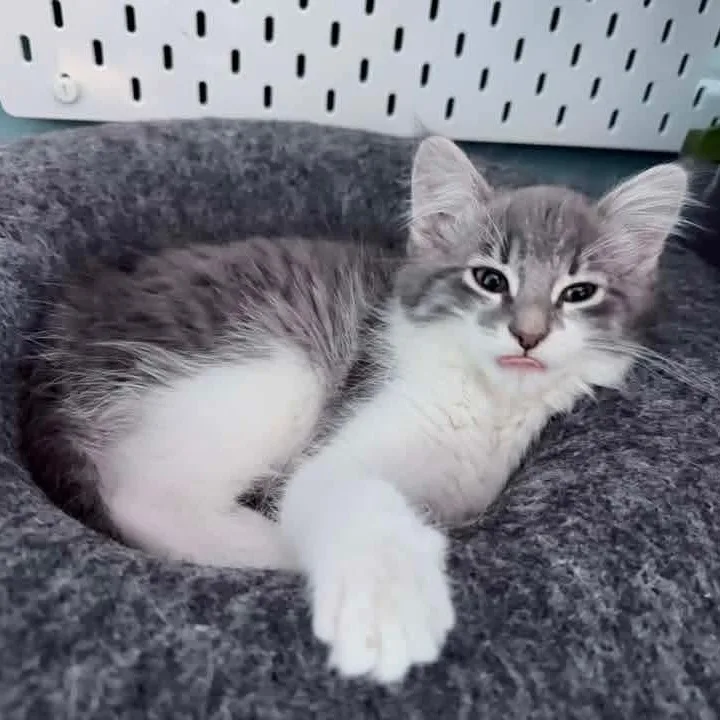 A baby medium-sized female Tabby (Gray / Blue / Silver) Domestic Long Hair cat named Dove for adoption in Kentwood, MI