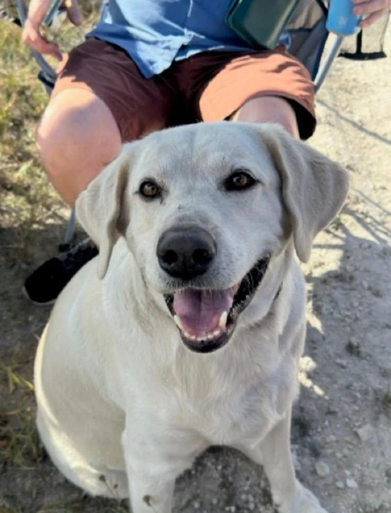 An adult large-sized male White / Cream Labrador Retriever dog named Stanley for adoption in miami, FL
