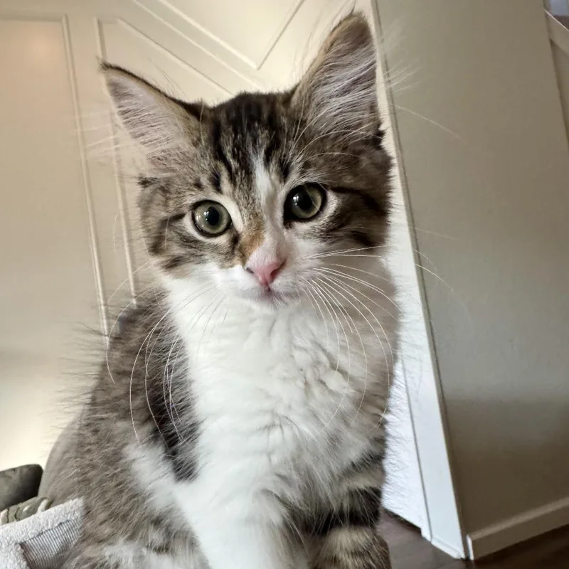 A baby small-sized female Gray / Blue / Silver Domestic Medium Hair cat named Poptart for adoption in Fort Worth, TX