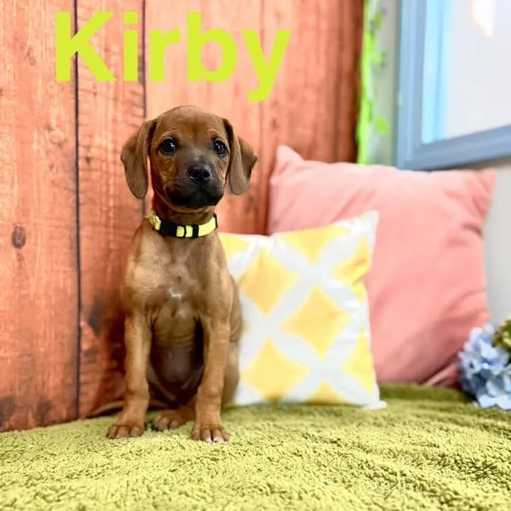 A baby small-sized female Brown / Chocolate Mixed Breed dog named Kirby for adoption in Lebanon, MO