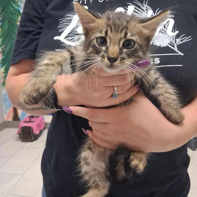 A baby small-sized female Gray / Blue / Silver American Shorthair cat named Mochi for adoption in Lufkin, TX