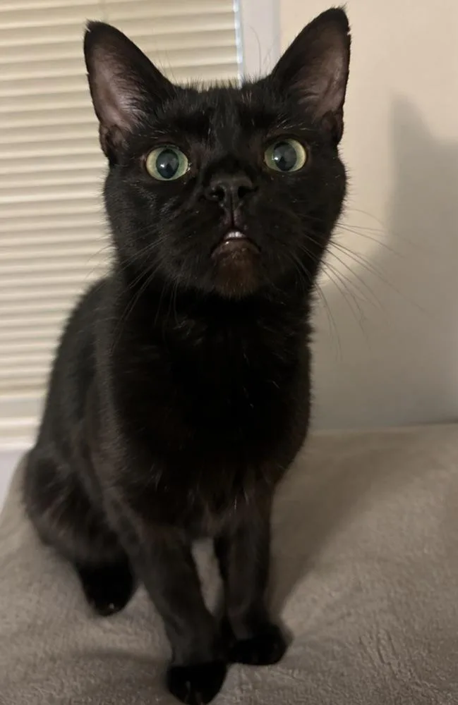 A young medium-sized female Black Domestic Short Hair cat named Motown for adoption in Clinton Township, MI