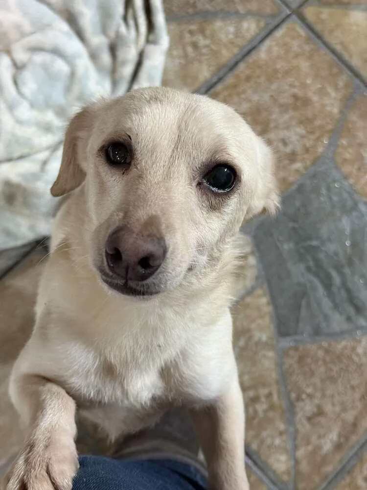 An adult small-sized female White / Cream Chihuahua dog named Tina for adoption in San Francisco, CA