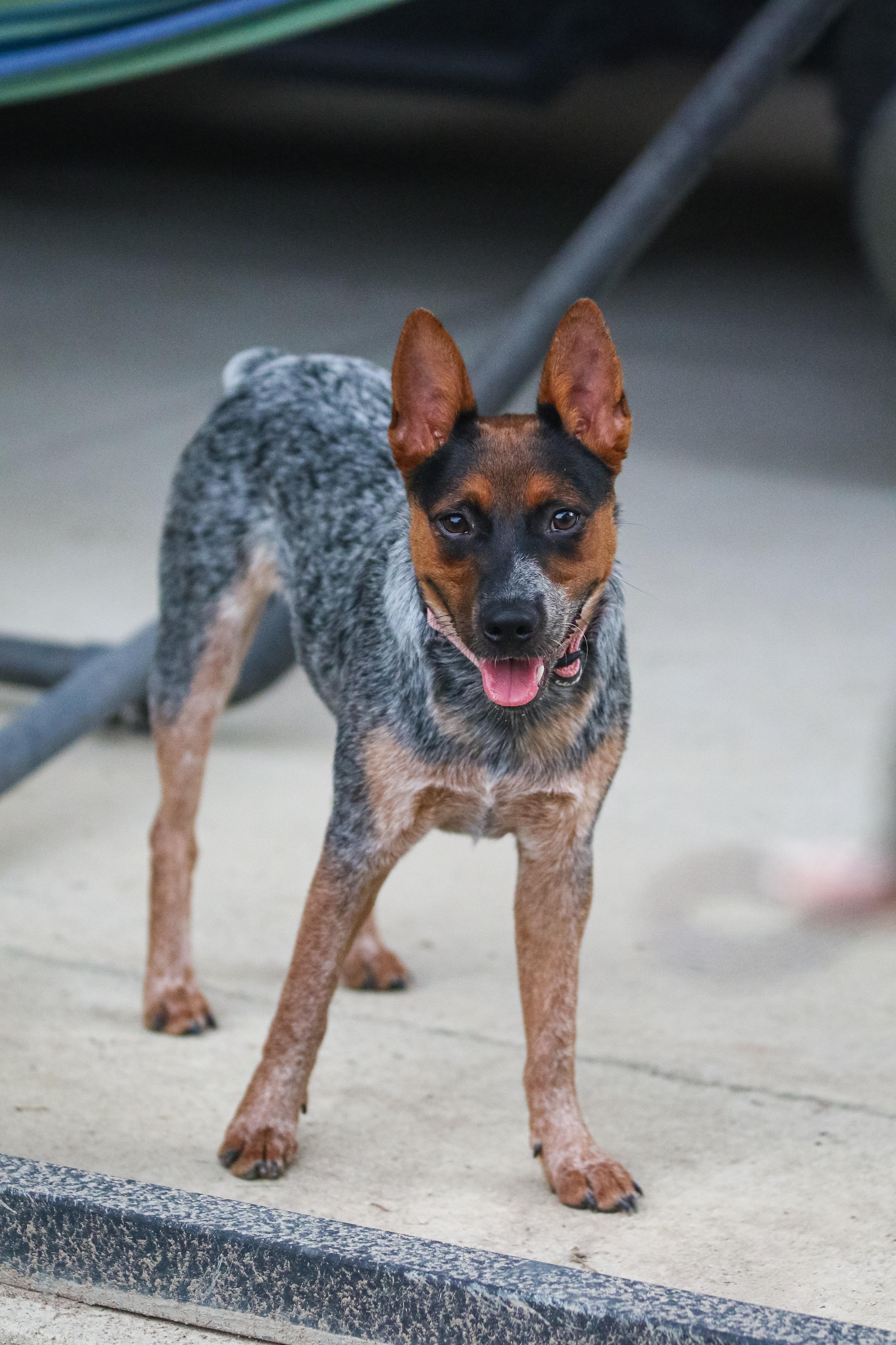 A baby medium-sized female Tricolor (Brown, Black, & White) Australian Cattle Dog / Blue Heeler dog named Sydney for adoption in Richmond, VA