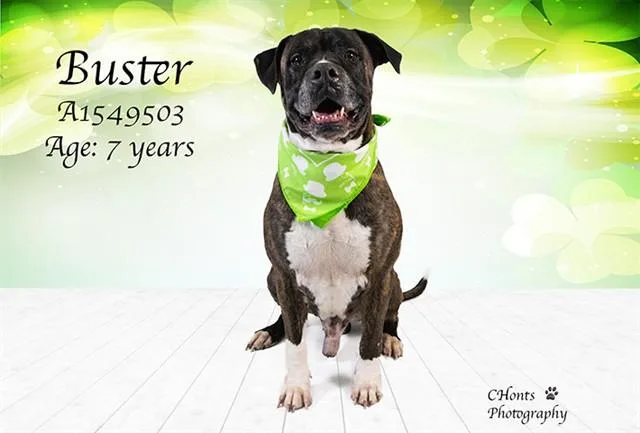 An adult large-sized male Boxer dog named Buster for adoption in Thousand Palms, CA