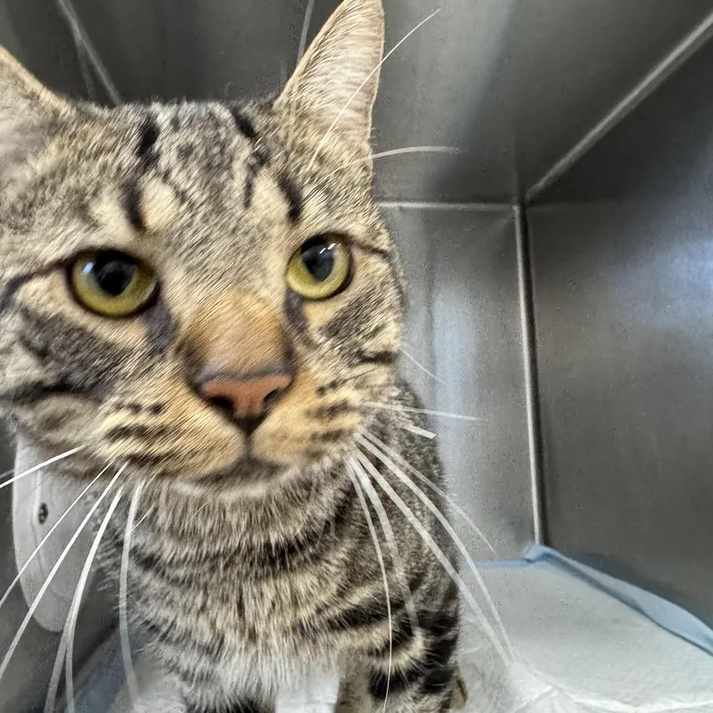 A baby medium-sized male Brown / Chocolate Domestic Short Hair cat named Shrek for adoption in Newark, NJ