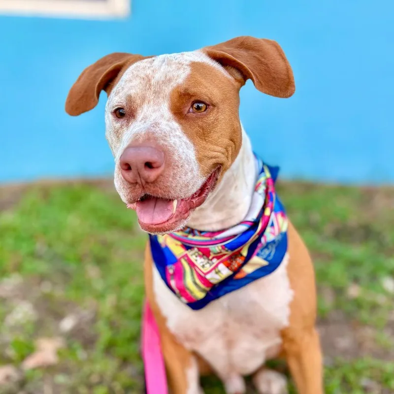 Front Porch thumbnail 2