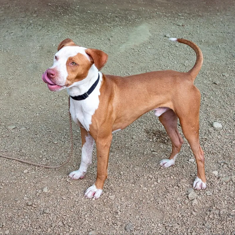 Front Porch thumbnail 3