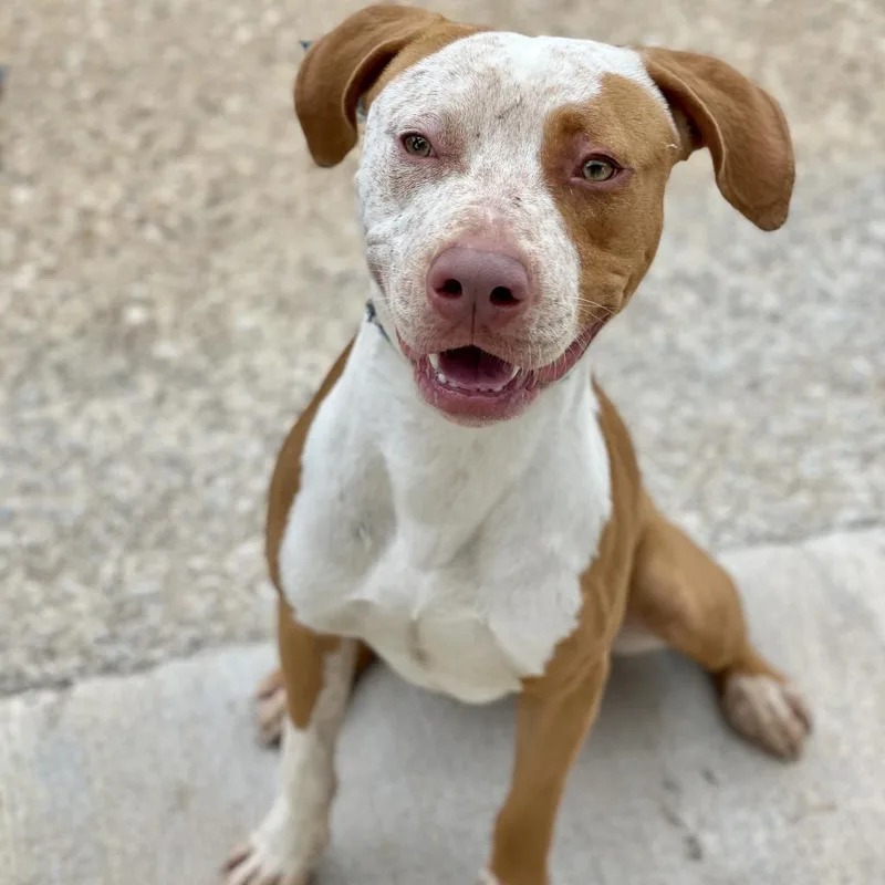 Front Porch thumbnail 5