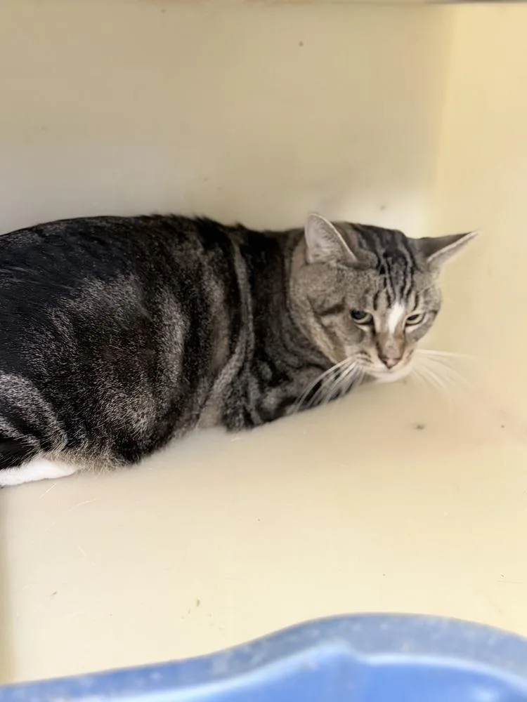 A young medium-sized male Gray & White Domestic Short Hair cat named Larry for adoption in Richmond, IN