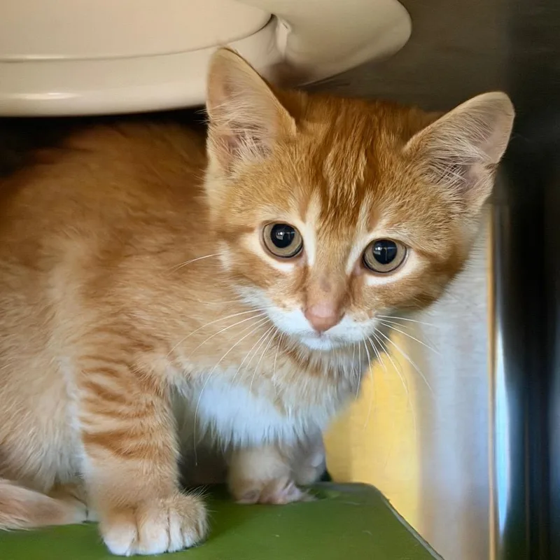 A baby small-sized male Orange / Red Domestic Short Hair cat named Rose for adoption in Waukesha, WI