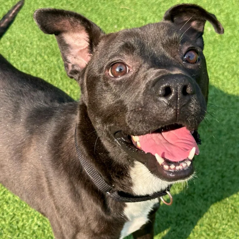 An adult medium-sized male Black Pit Bull Terrier dog named Davy Jones for adoption in Matteson, IL
