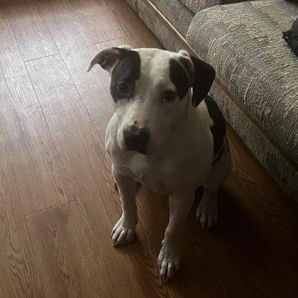 An adult medium-sized female Mixed Breed dog named Diamond for adoption in West Chester, PA