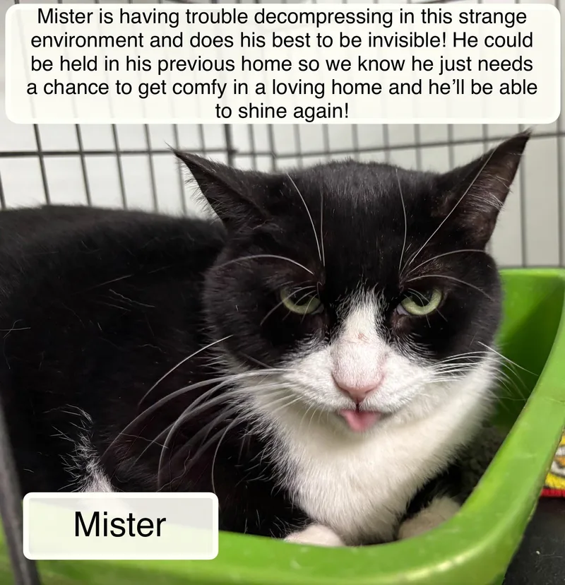 An adult medium-sized male Black Domestic Short Hair cat named Mister for adoption in Ellicott City, MD