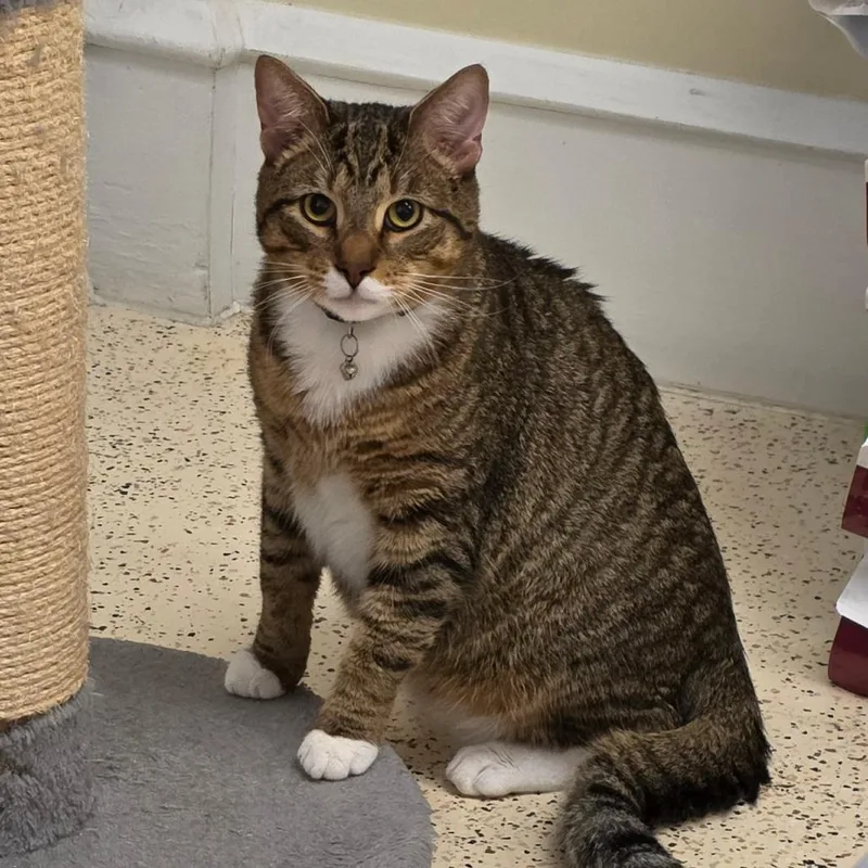 A young small-sized male Domestic Short Hair cat named Sir Winston for adoption in Newport News, VA