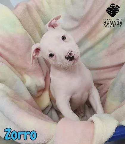 Zorro