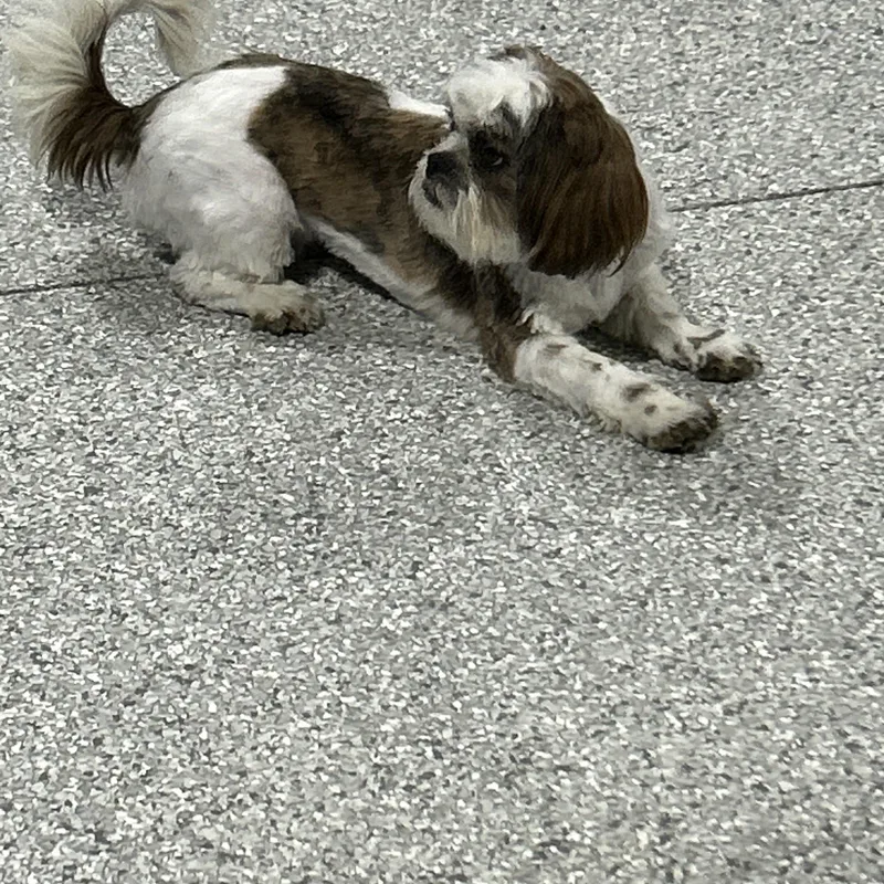 A baby small-sized male Brindle Shih Tzu dog named Brody for adoption in Antwerp, OH