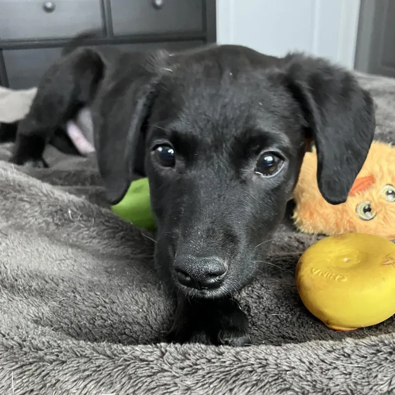 A baby medium-sized male Black Catahoula Leopard Dog dog named Sprinkle D for adoption in Minnetonka, MN