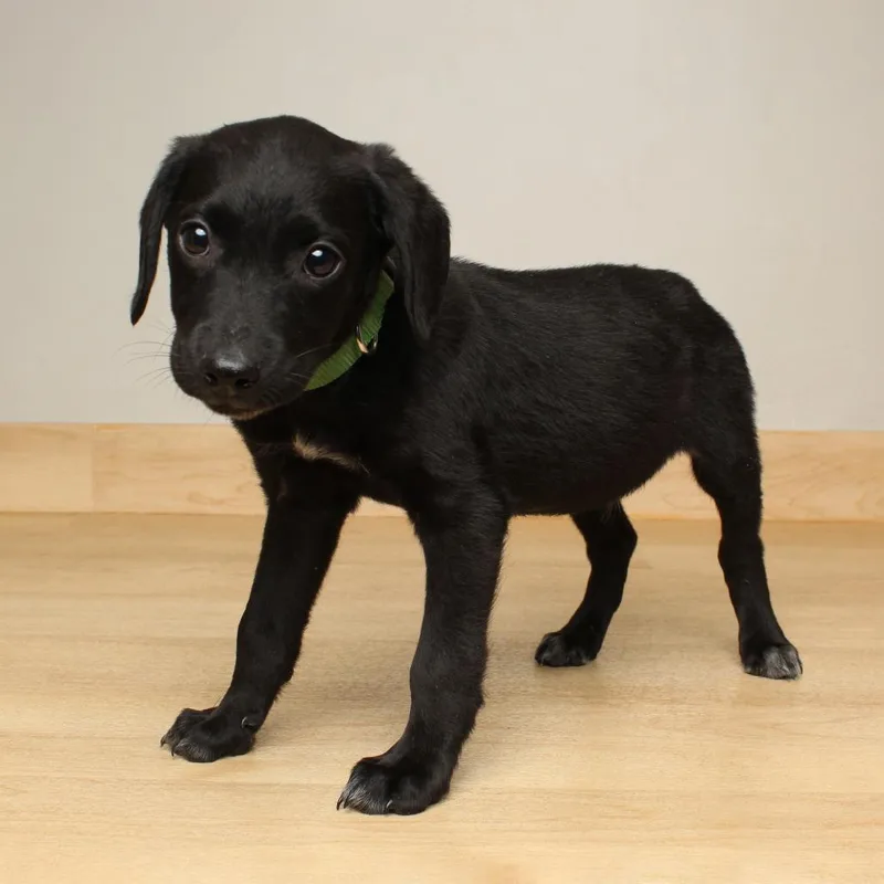 Sprinkle D thumbnail 2