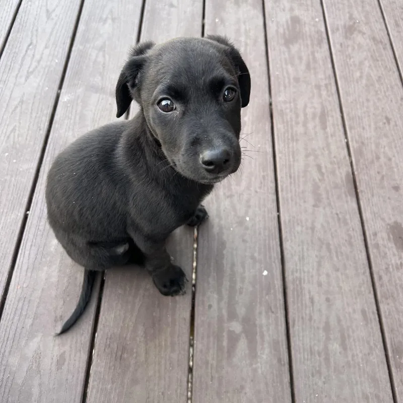 Sprinkle D thumbnail 3