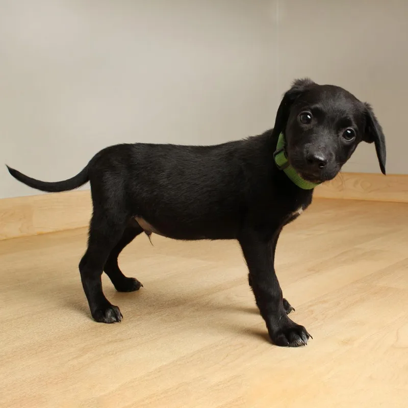 Sprinkle D thumbnail 4