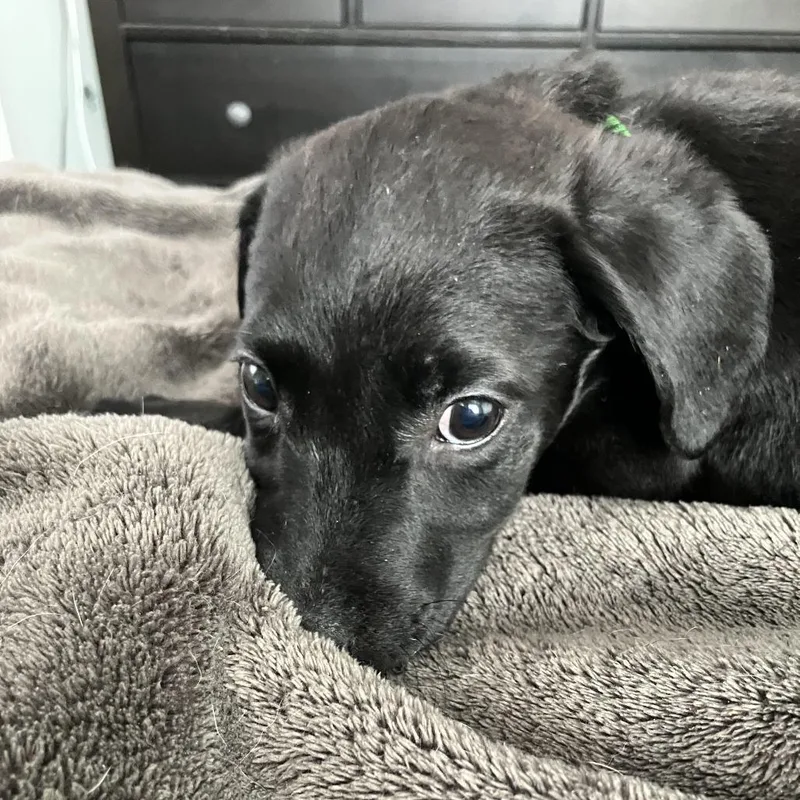 Sprinkle D thumbnail 5