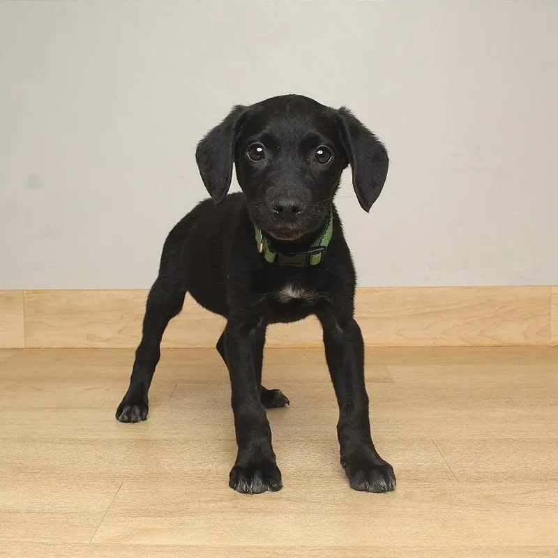 Sprinkle D thumbnail 6