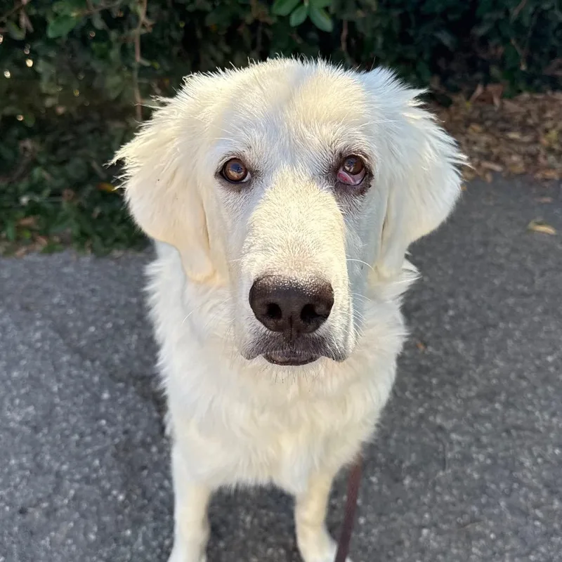 A young medium-sized female White / Cream Great Pyrenees dog named Jolie for adoption in Santa Barbara, CA