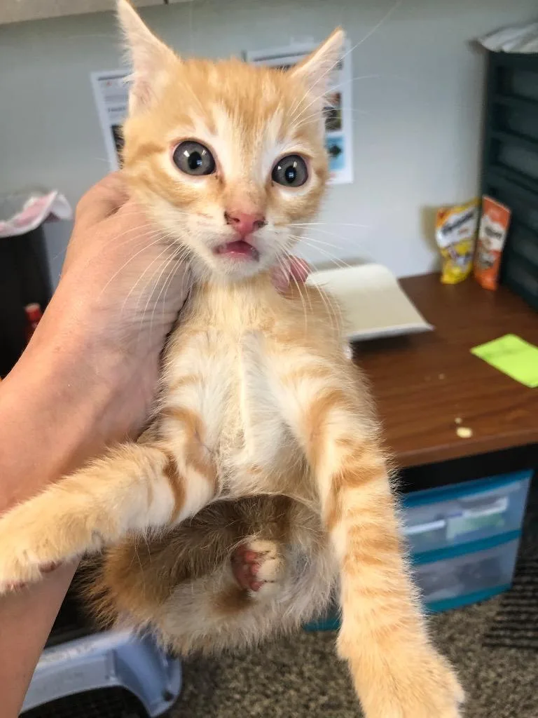 A baby small-sized male Domestic Short Hair cat named Mark for adoption in Columbia, TN