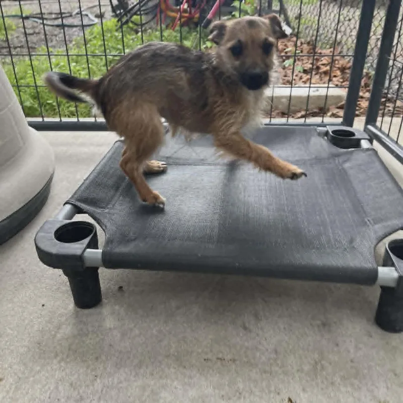 An adult small-sized female Yellow / Tan / Blond / Fawn Terrier dog named Penelope for adoption in Smithfield, NC