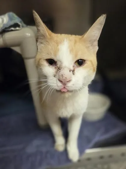 A young large-sized male Domestic Short Hair cat named Gorgonzola for adoption in Westland, MI