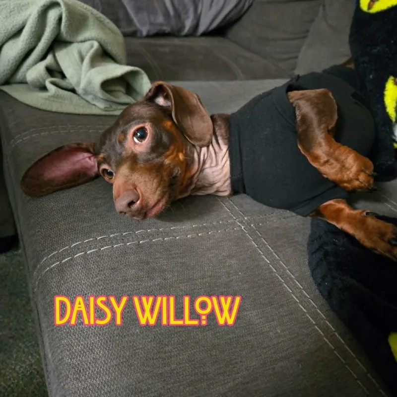 An adult medium-sized female Dachshund dog named Daisy Willow for adoption in San Antonio, TX