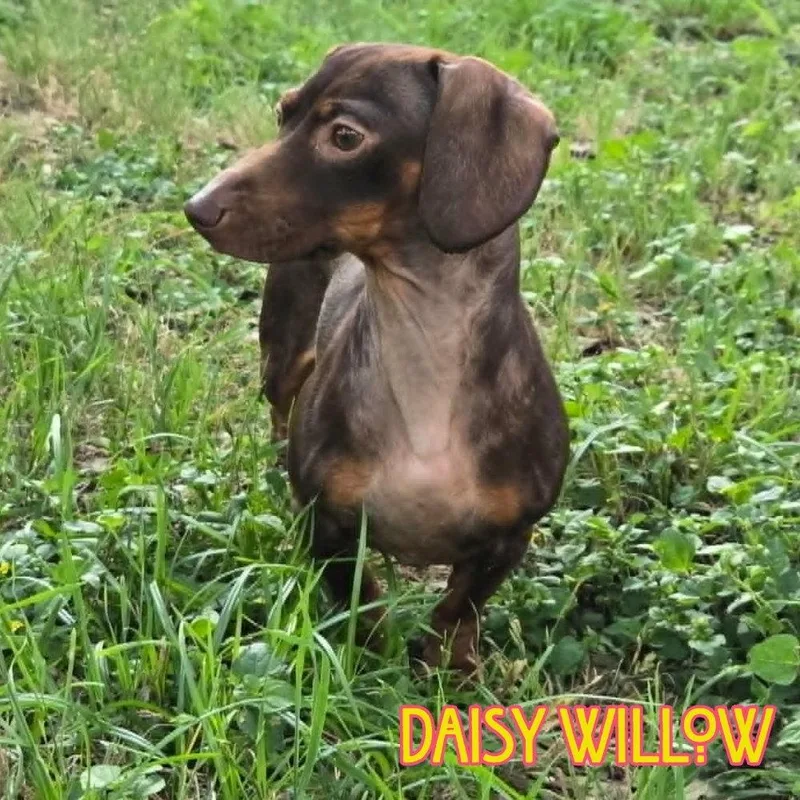 Daisy Willow thumbnail 2