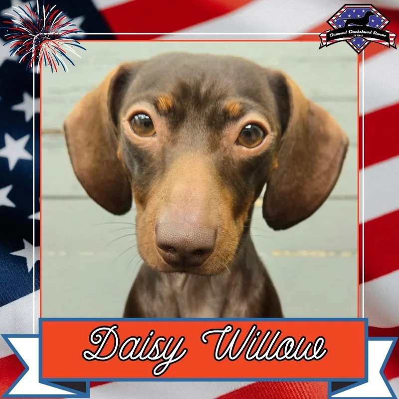 Daisy Willow thumbnail 3
