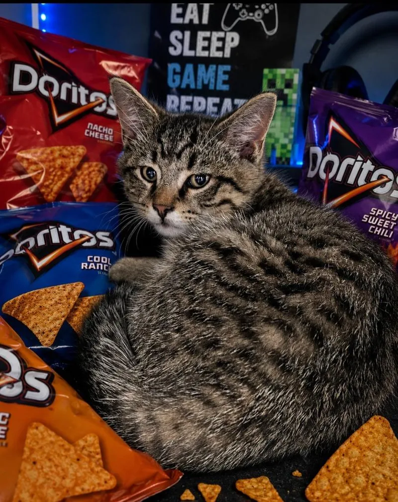 A baby small-sized male Domestic Short Hair cat named Dorito for adoption in Washington Court House, OH