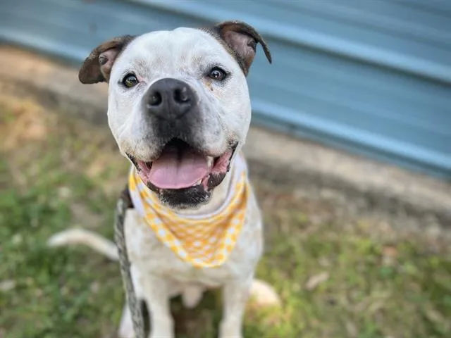 A young medium-sized male Pit Bull Terrier dog named Auggie for adoption in Charlotte, NC
