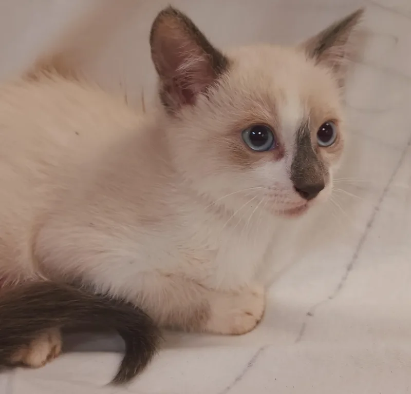 A baby small-sized male Domestic Short Hair cat named Miso for adoption in Los Angeles, CA