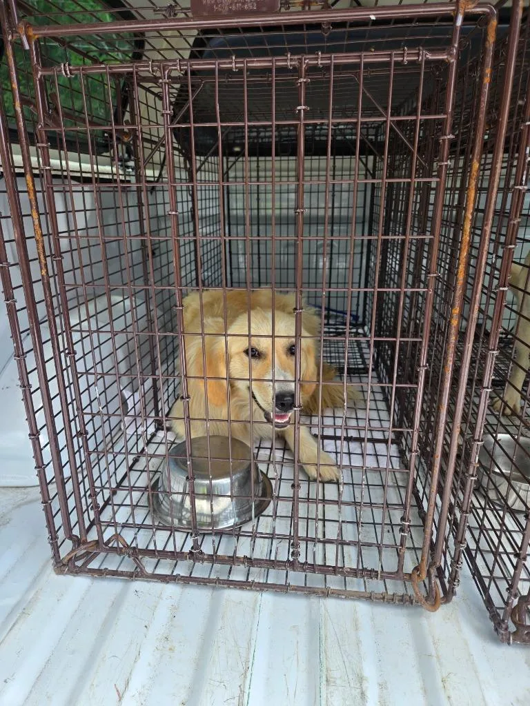 A young medium-sized female Retriever dog named Naomi for adoption in Gallatin, TN