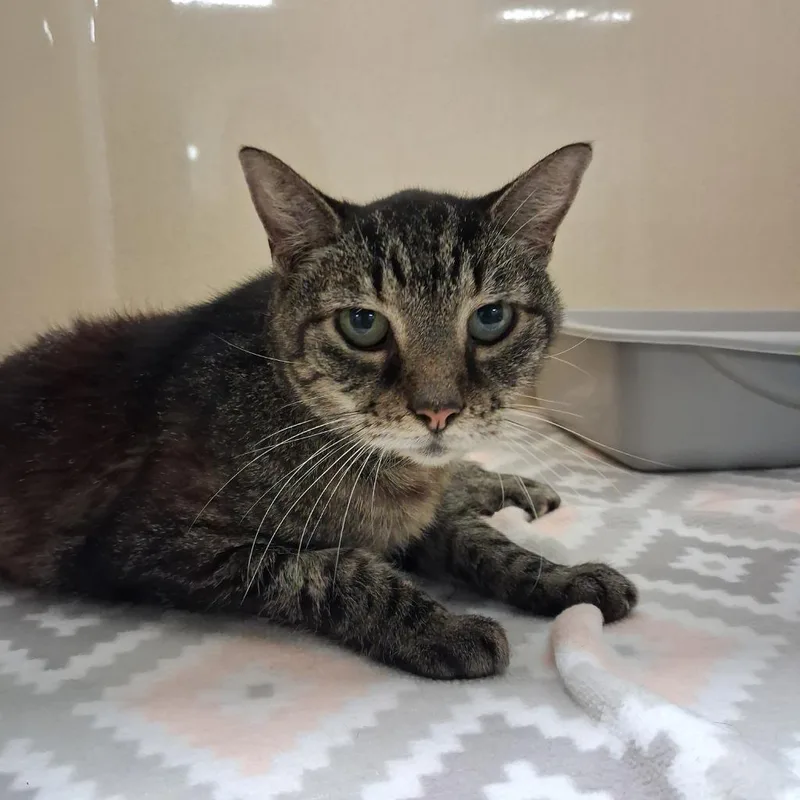 An adult medium-sized female Domestic Short Hair cat named Lucy for adoption in Gautier, MS