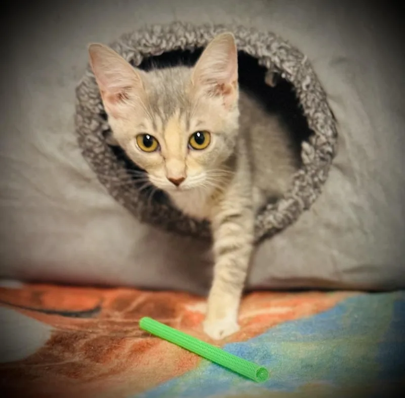 A baby small-sized female Gray / Blue / Silver Domestic Short Hair cat named Millie for adoption in Jackson, GA